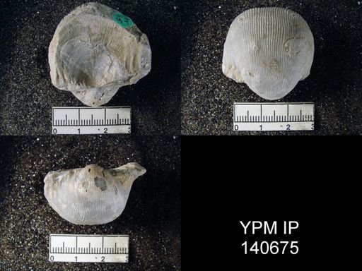 Productus (Linoproductus) lineatus