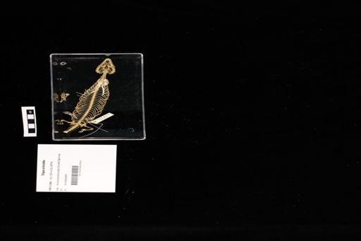 Tiliqua scincoides