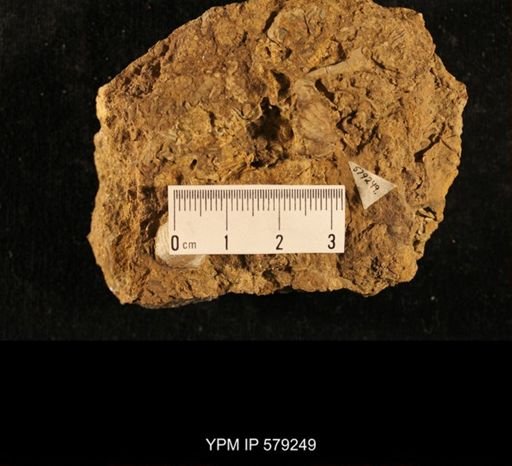 Spiriferina sp.