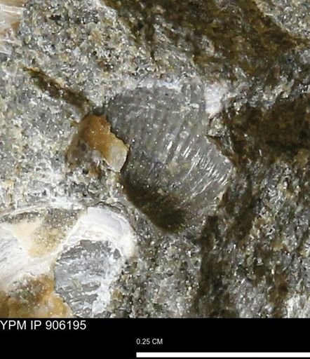 Corbulamella gregaria