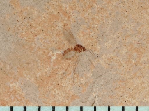 undet. Diptera