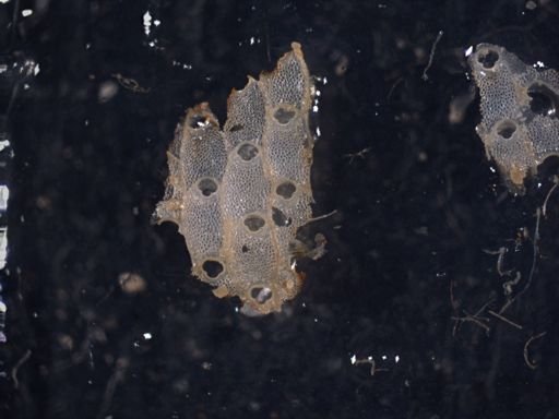 Watersipora