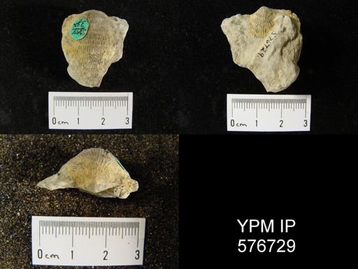 Atrypa sp.