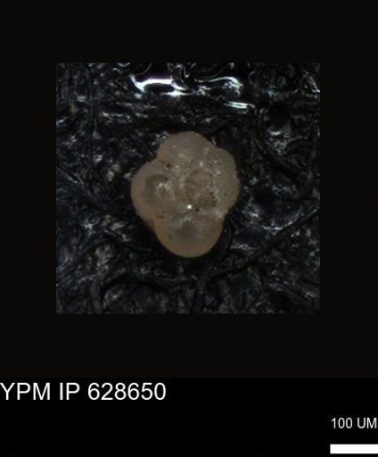 undet. Foraminiferida