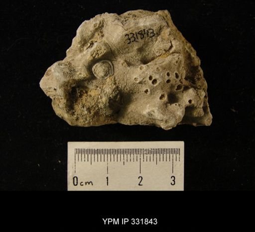 undet. Bryozoa