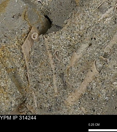 undet. Scaphopoda