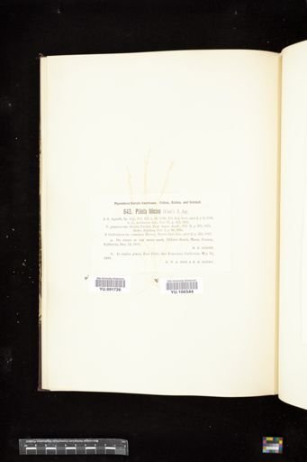 Ptilota filicina