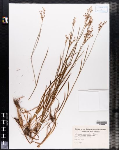 Juncus secundus