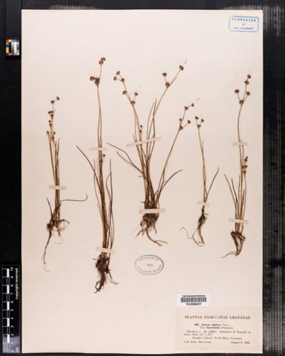 Juncus alpinus