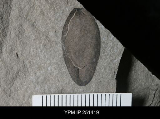 Eurypterus sp.