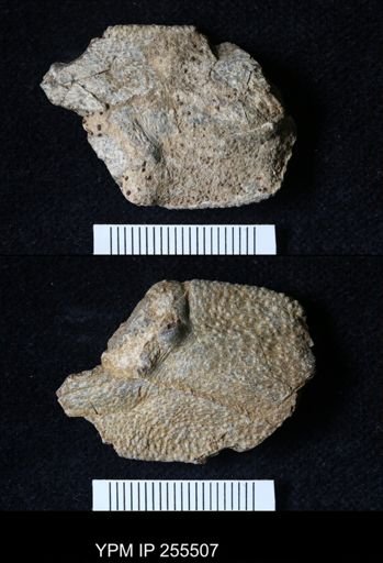 Pacifastacus chenoderma