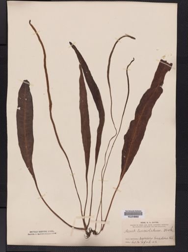 Leptochilus