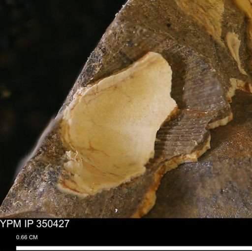 undet. Bivalvia