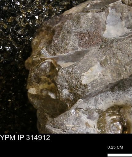 undet. Mollusca