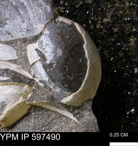 Limopsis striatopunctatus