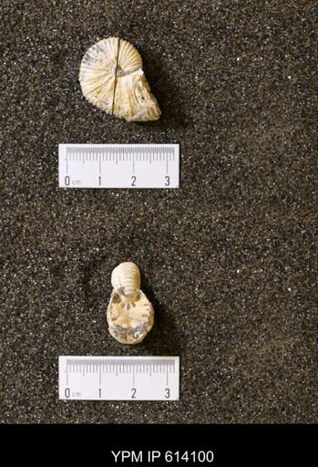 undet. Scaphitidae