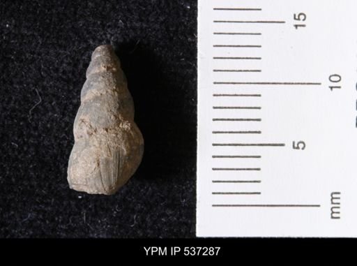 Goniobasis ortmanni