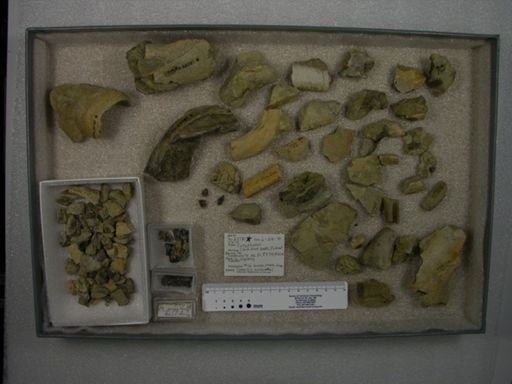 Coryphodon sp.