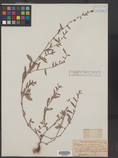 Polygonum aviculare