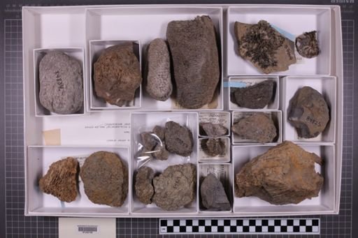 mixed taxa, stratigraphic collection