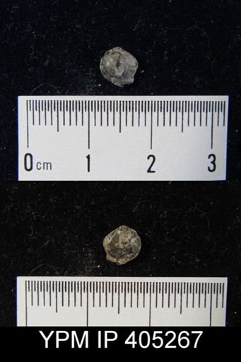 Athyris sp.