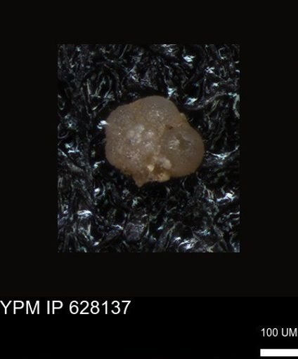 undet. Foraminiferida
