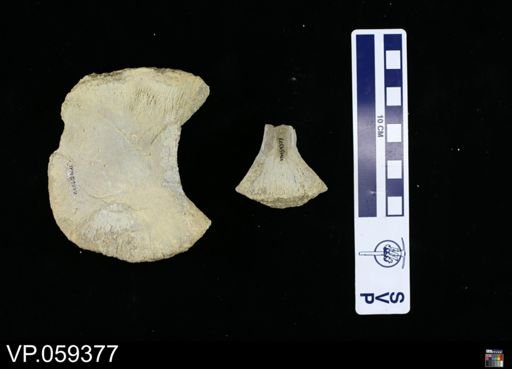 undet. Mosasauridae