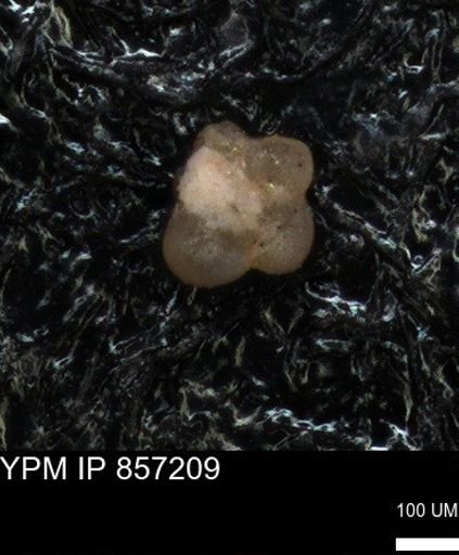 undet. Foraminiferida