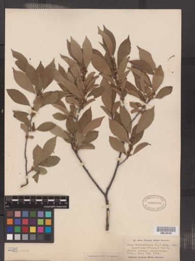 Ilex verticillata
