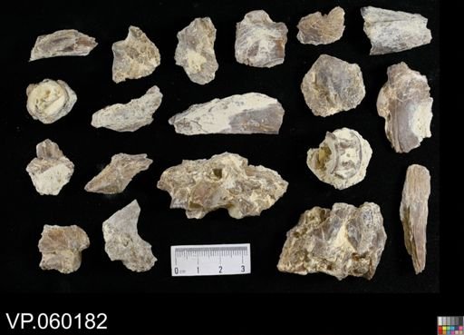 undet. Actinopterygii