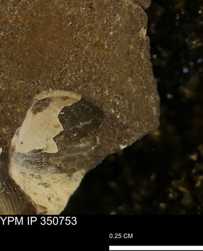 Limopsis striatopunctatus