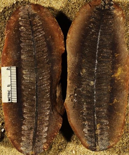 Pecopteris sp.