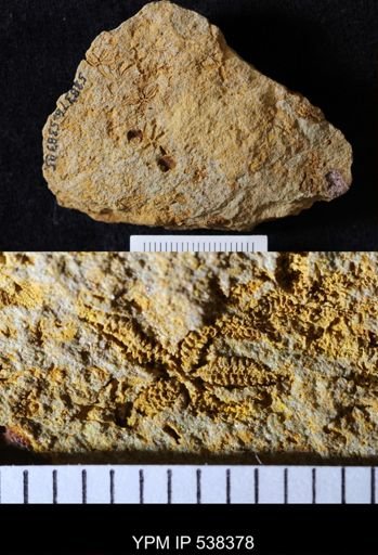 Urasterella selwyni