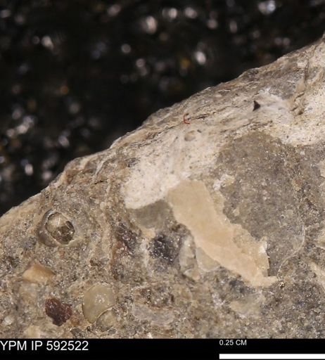undet. Mollusca