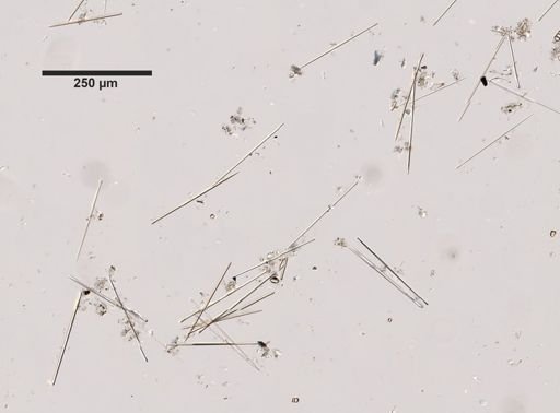 Mycale fibrexilis