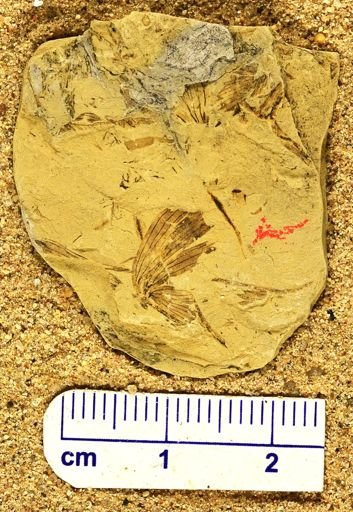 Sphenophyllum sp.