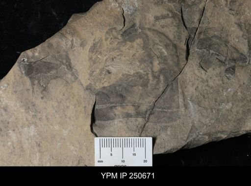 Eurypterus sp.