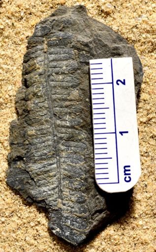 Pecopteris sp.