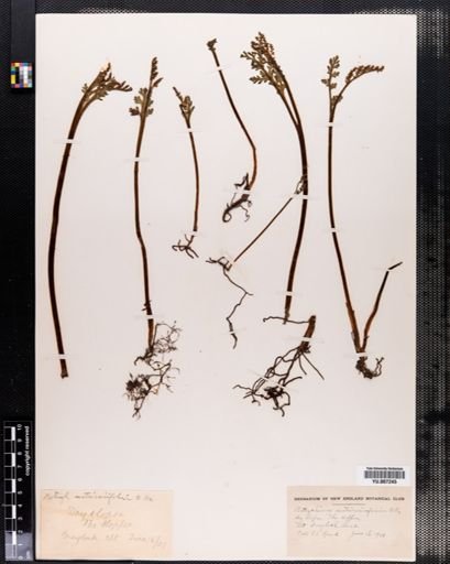 Botrychium