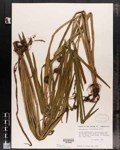 Sparganium americanum