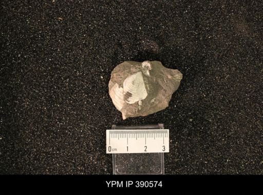 Inoceramus fibrosus