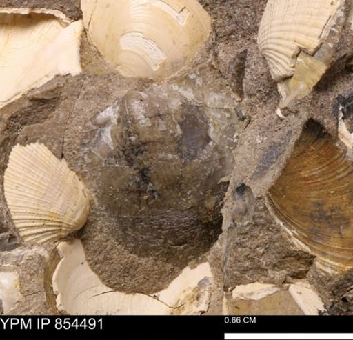Limopsis striatopunctatus