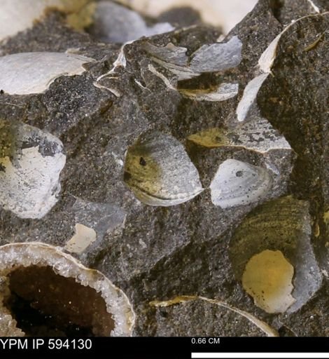 Limopsis? striatopunctatus