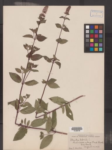 Mentha x piperita