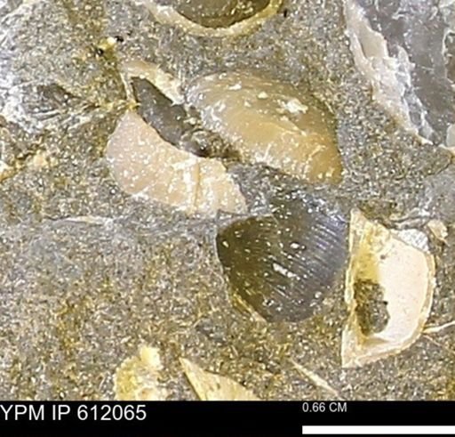 undet. Bivalvia