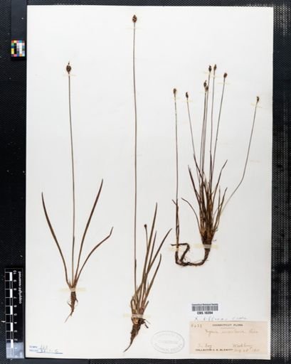 Xyris difformis