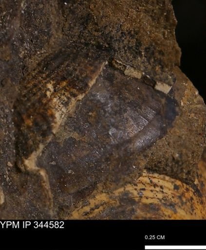 Parallelodon (Cosmetodon)?
