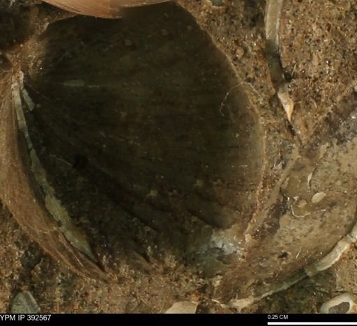 undet. Bivalvia