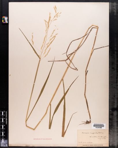Leersia oryzoides
