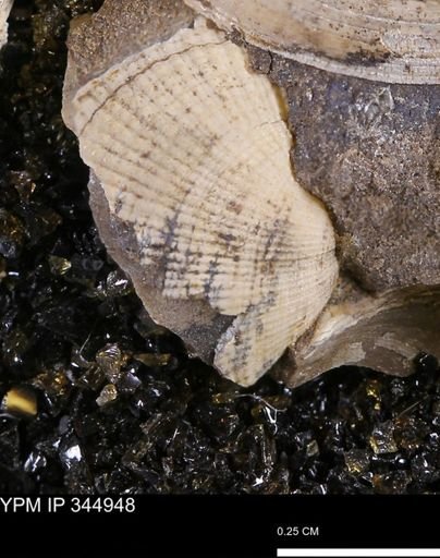 Parallelodon sp.